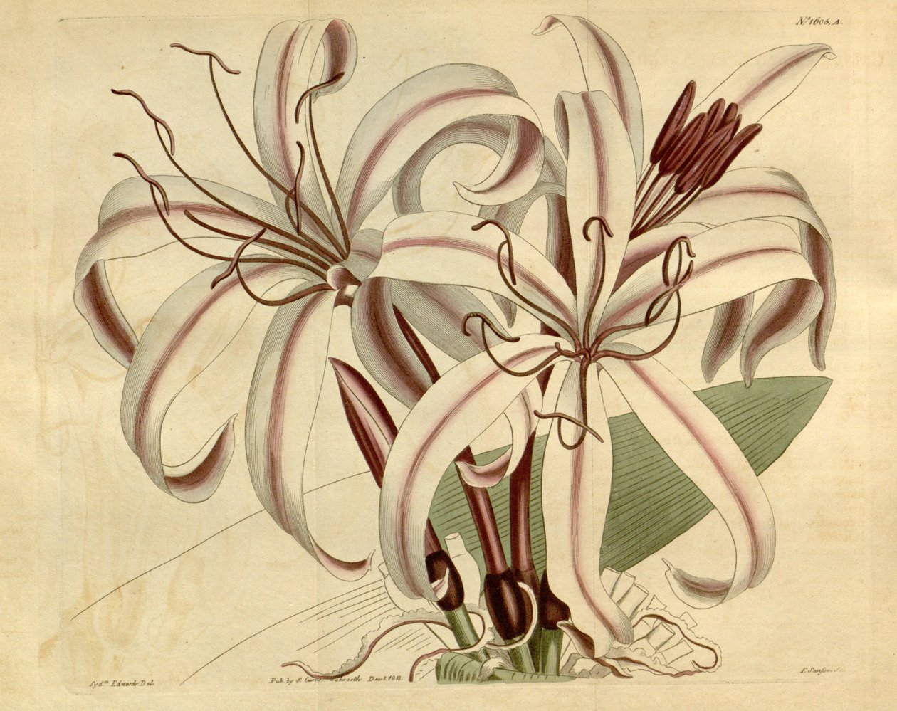 Crinum amabile av Ker Gawler