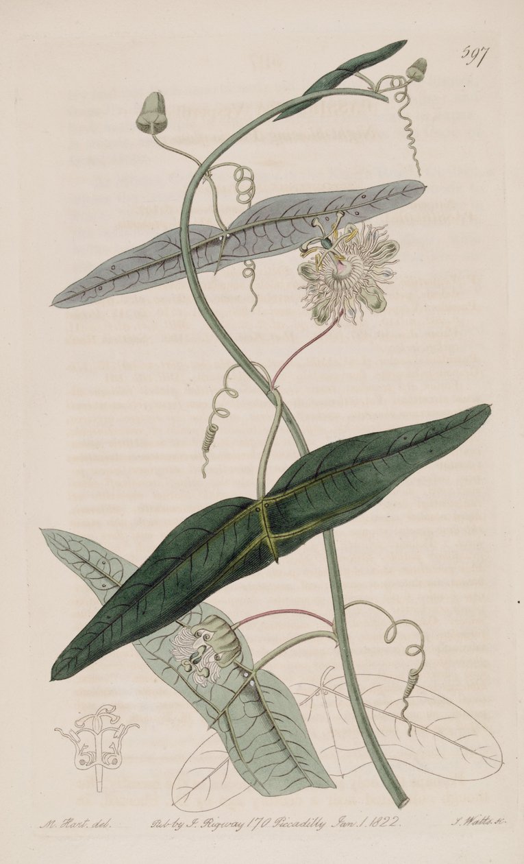 Passiflora misera, as Passiflora vespertilio Ker Gawl., Bot. Reg. 7 av Ker Gawler