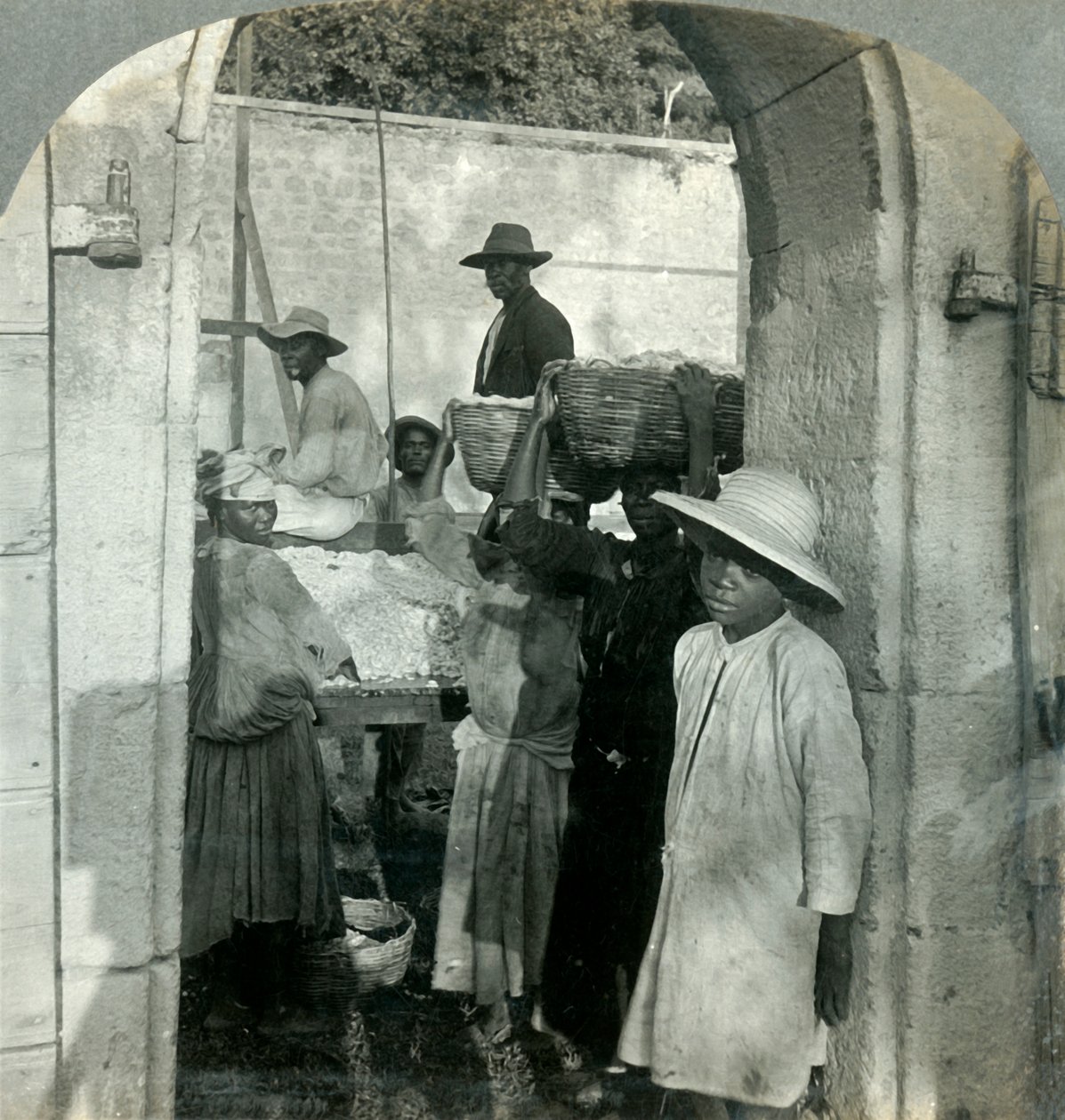 Cocoa Fresh from the Pods, Dominica, B.W.I., 1893. av Keystone View Company