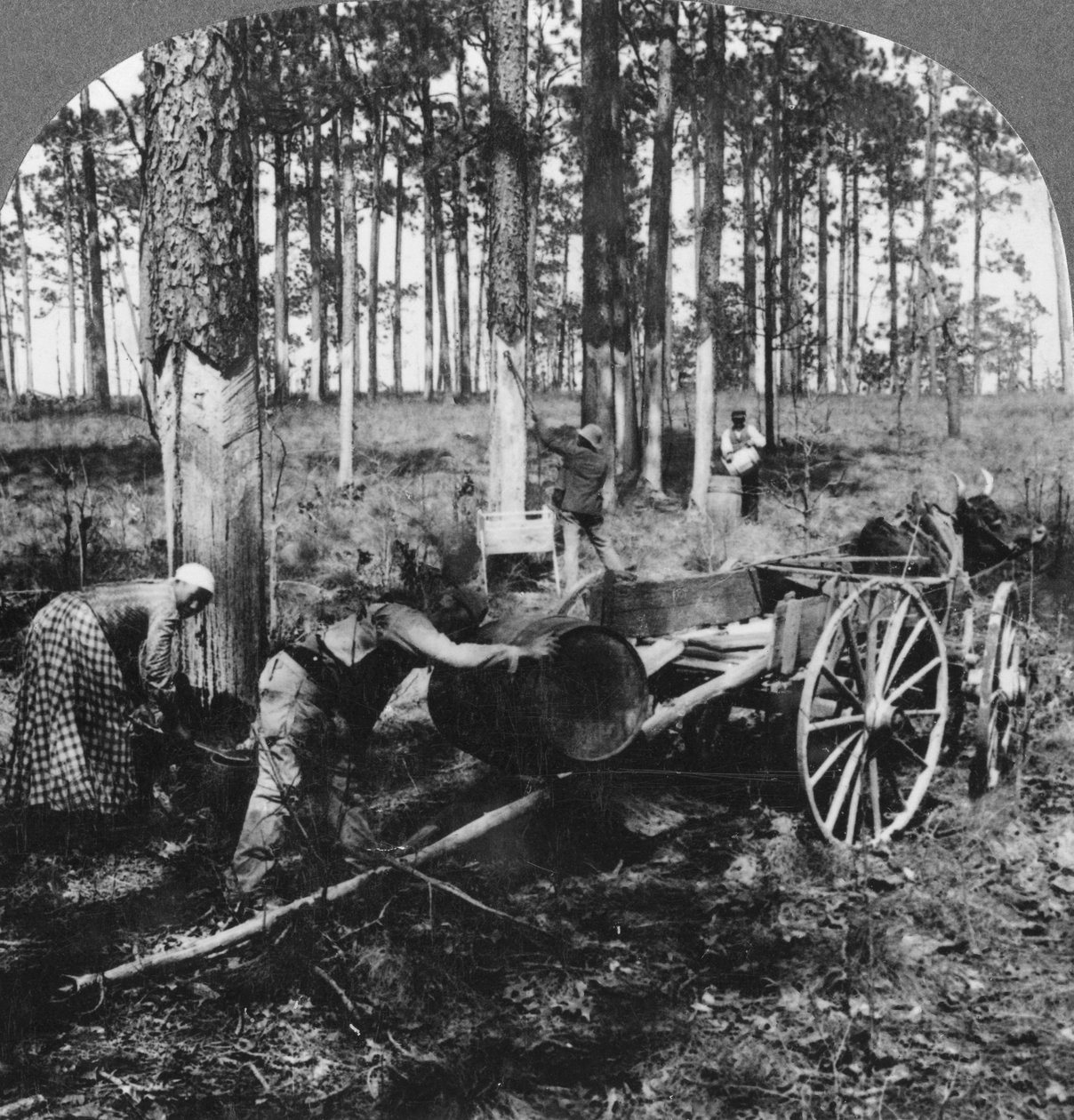 I en stor tallskog, samlar terpentin, North Carolina, USA, sent 1800- eller tidigt 1900-tal av Keystone View Company