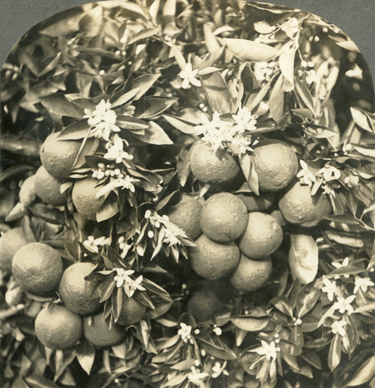 Apelsinblommor och mogna apelsiner som växer på samma träd, Kalifornien, c1900. av Keystone View Company