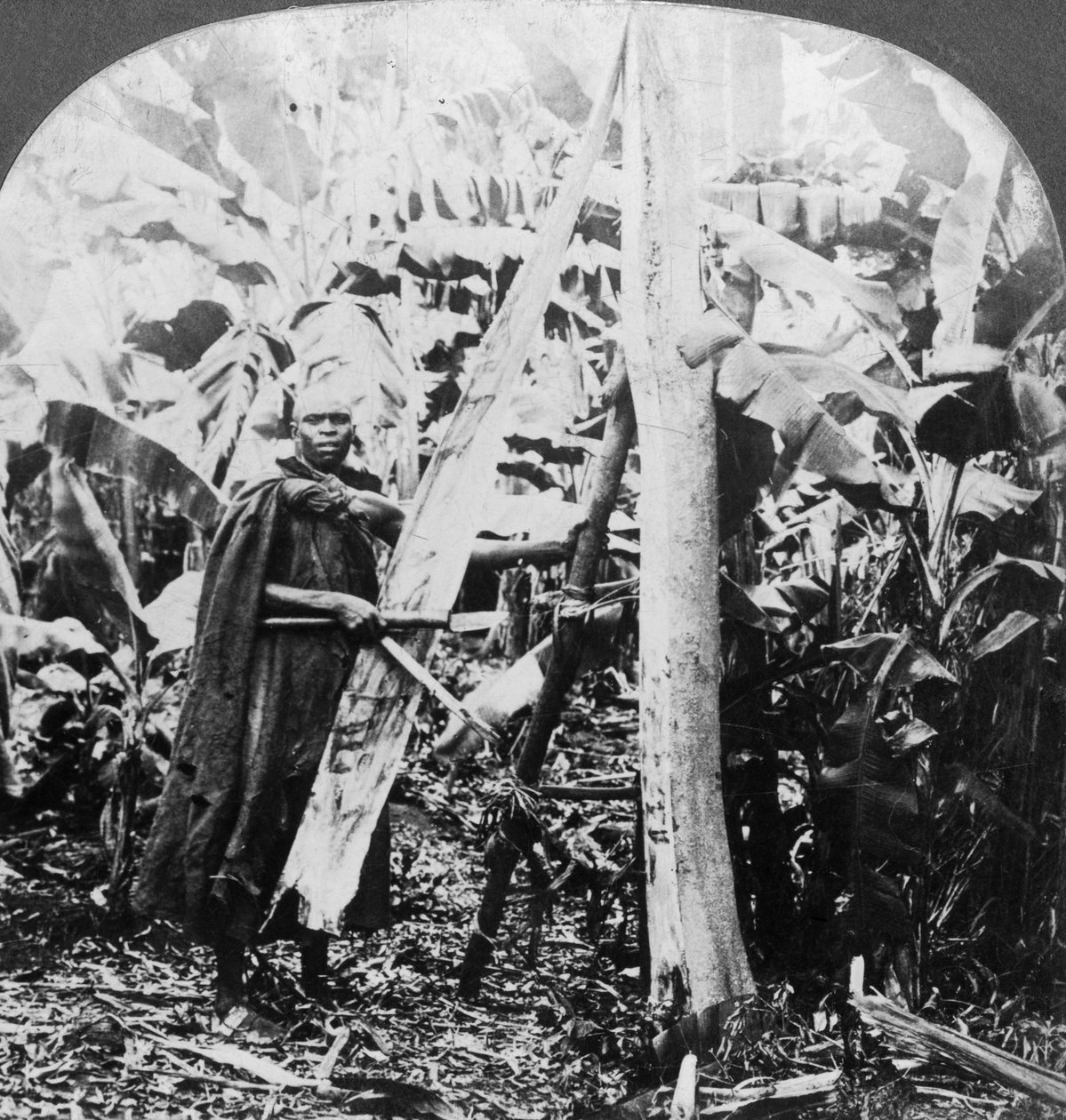 Skala bark för att göra barktyg, Uganda, sent 1800- eller tidigt 1900-tal av Keystone View Company