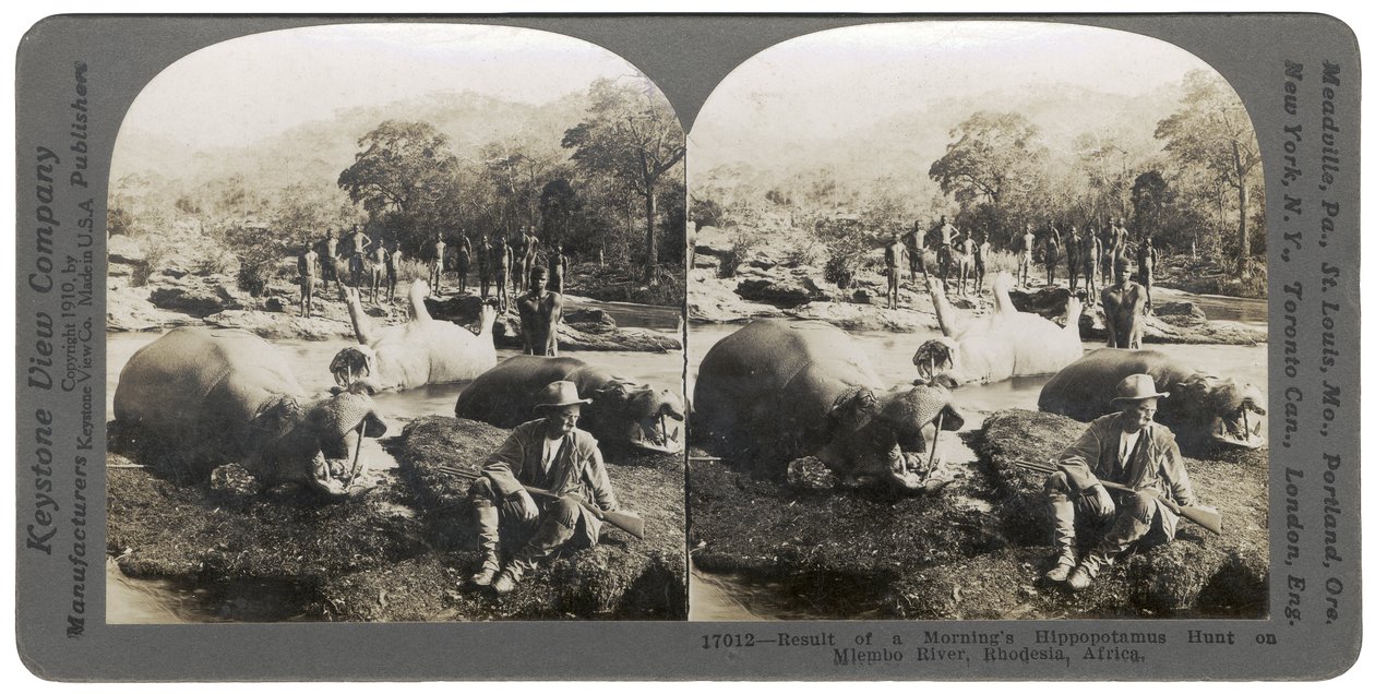Resultatet av en morgons flodhästjakt vid Mlembo River, Rhodesia, Afrika, 1910 av Keystone View Company