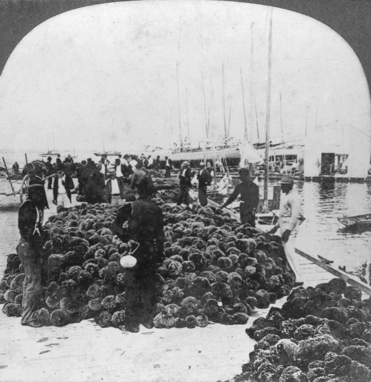 Svampmarknad, Key West hamn, Florida, USA, c1900 av Keystone View Company