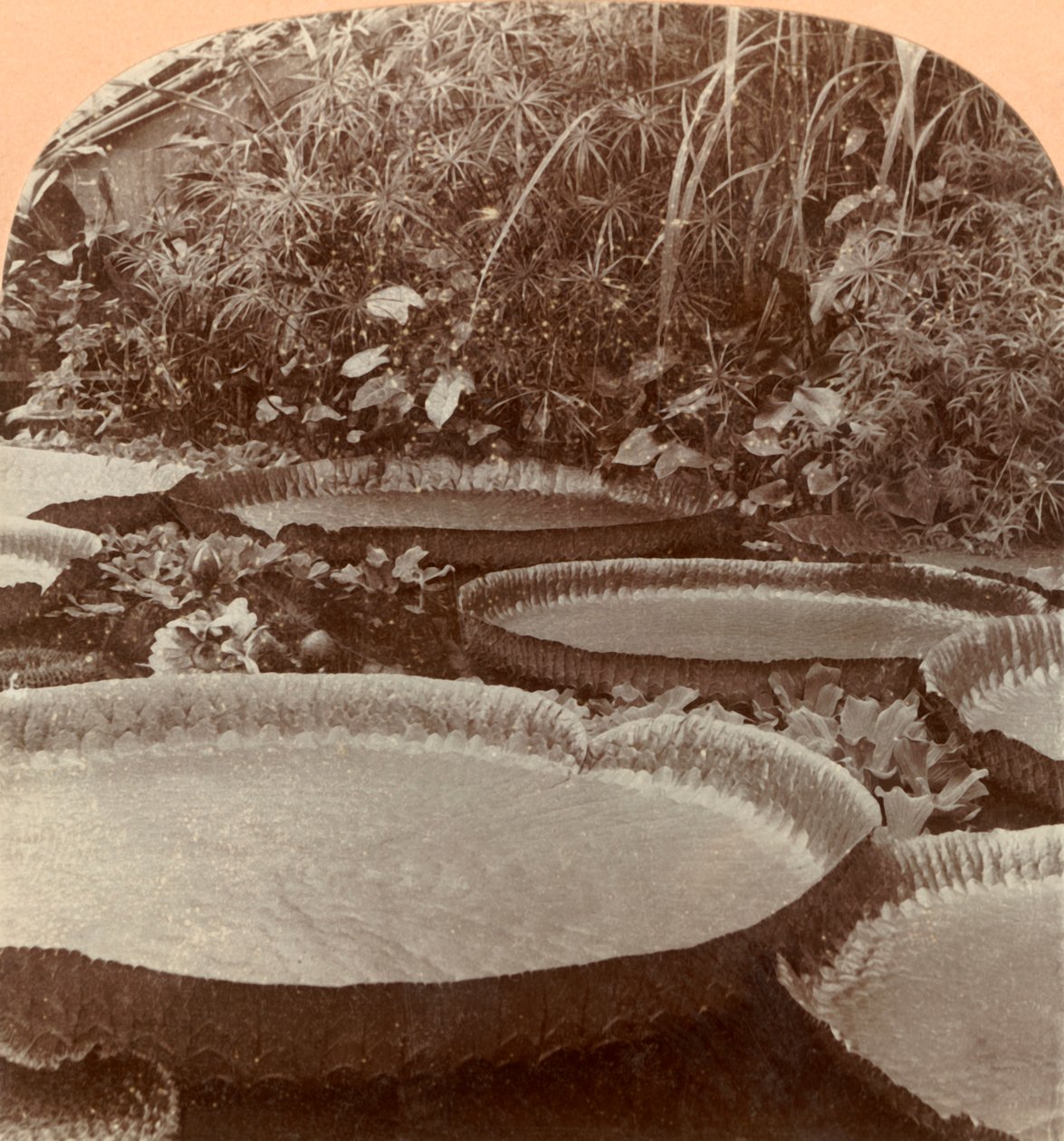 Thureza Lily, Botaniska trädgården, Hamburg, Tyskland, 1895. av Keystone View Company
