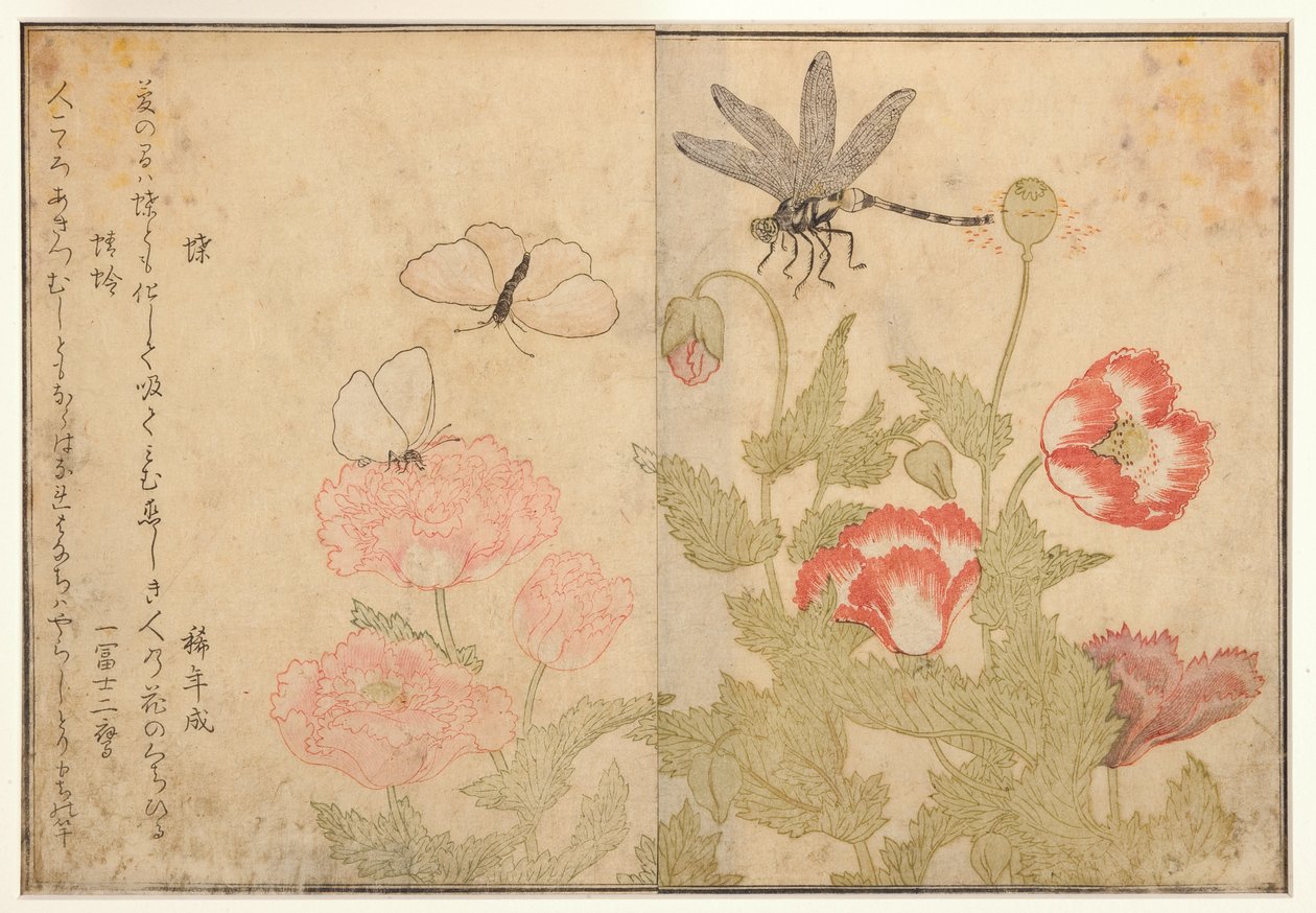 Fjäril och trollslända, 1788 (träblock) av Kitagawa Utamaro