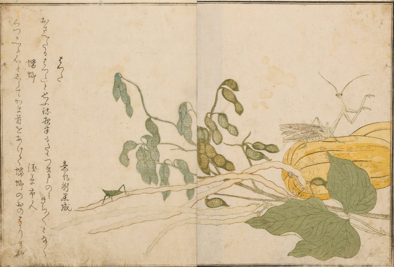 Gräshoppa och bönsyrsa, 1788 (träkloss) av Kitagawa Utamaro