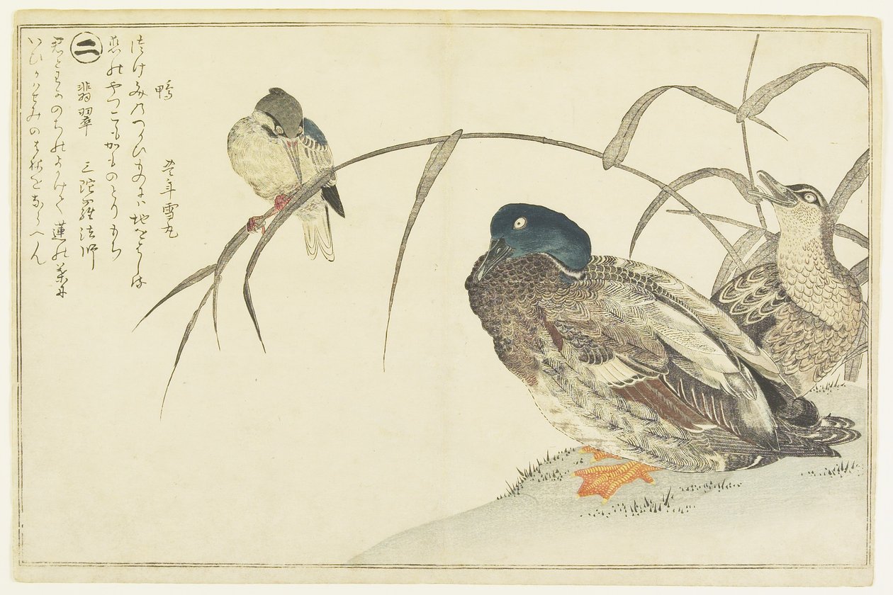 Gräsänder och en kungsfiskare, 1790 av Kitagawa Utamaro