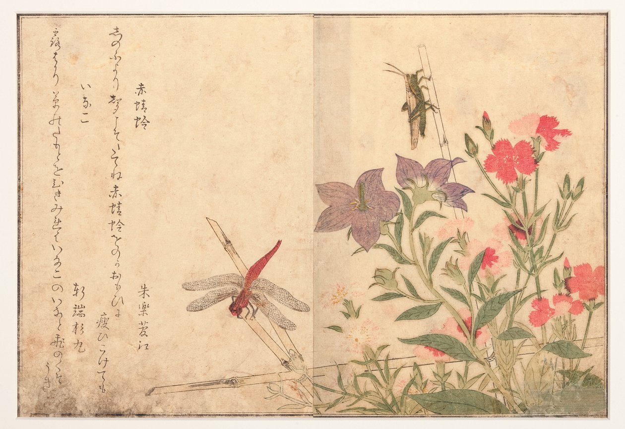 Röd trollslända och ris gräshoppor, 1788 (träblock) av Kitagawa Utamaro