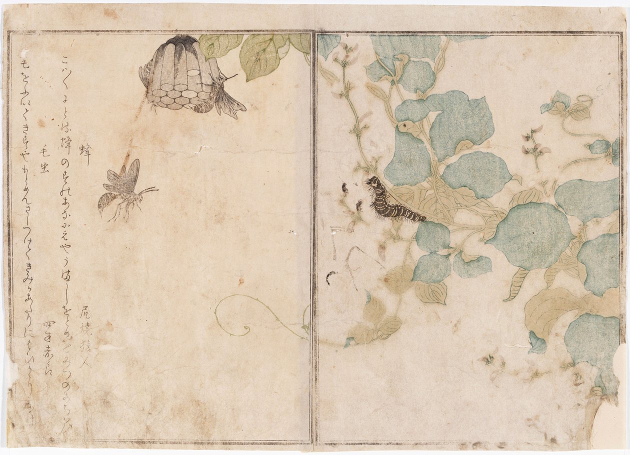 Larver och bin av Kitagawa Utamaro