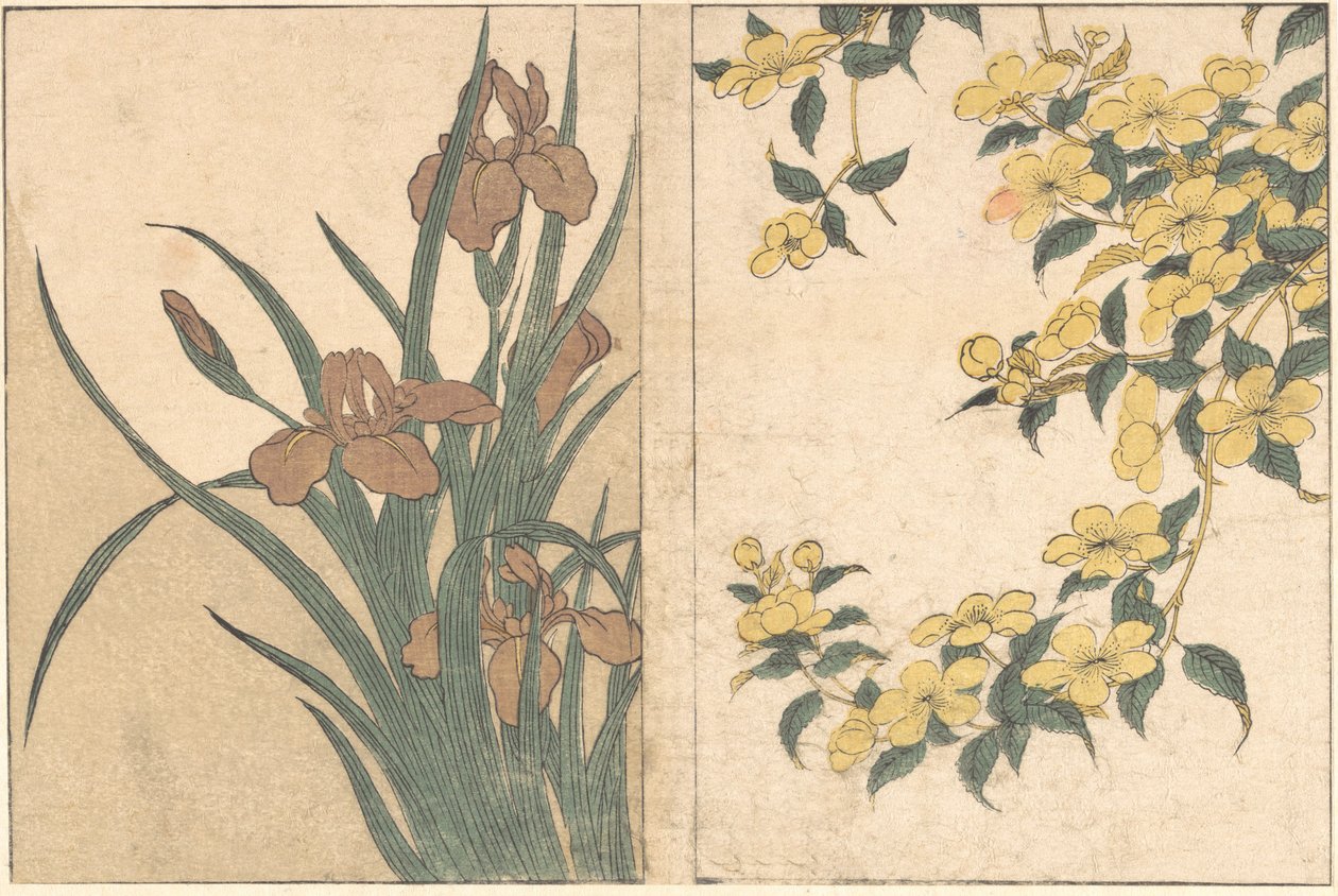 Cherry Blossoms and Irises, från den illustrerade boken Flowers of the Four Seasons, 1801. av Kitagawa Utamaro