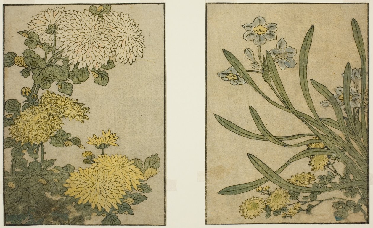Chrysanthemum and Narcissus, från den illustrerade boken "Picture Book: Flowers of the Four Seasons (Ehon shiki no hana)," vol. 2 av Kitagawa Utamaro