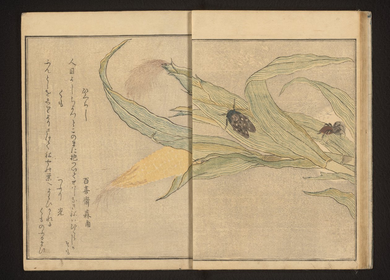 Cikada och spindel på majs av Kitagawa Utamaro