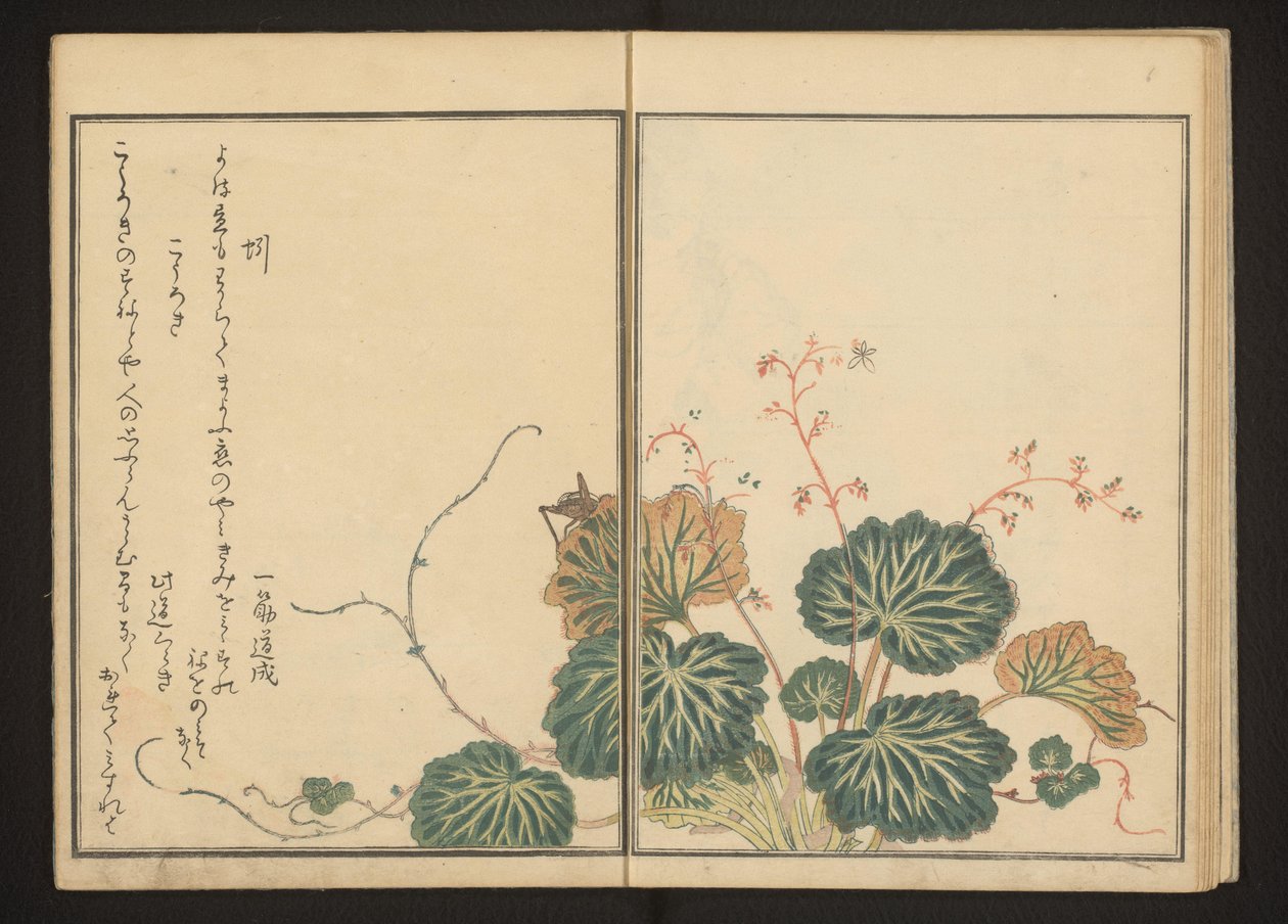 Daggmask och svart syrsa på krypande saxifrage av Kitagawa Utamaro