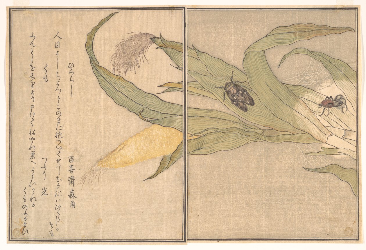 Kvällscikada, Higurashi; spindel, Kumo, ur Bildboken om krypande varelser (Ehon mushi erami) av Kitagawa Utamaro