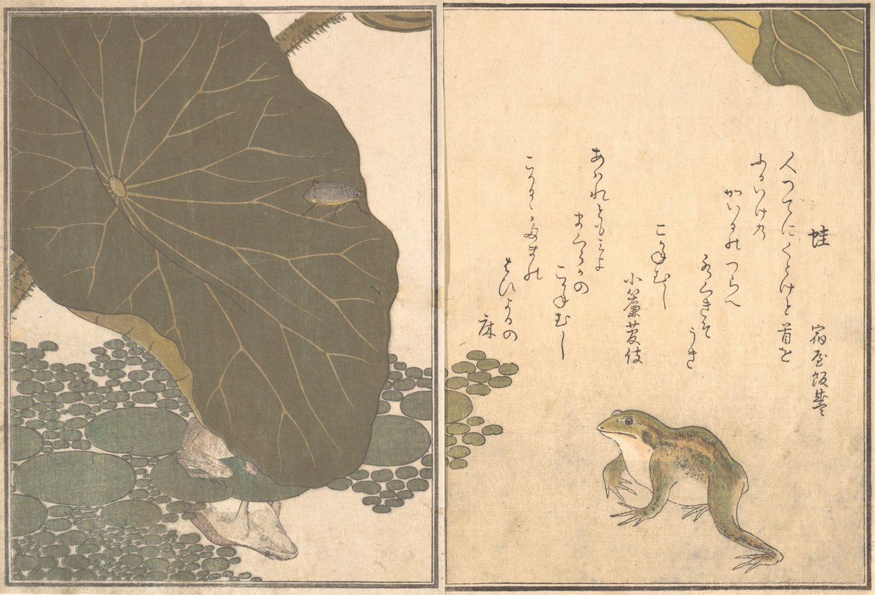 Frog Frog, efter LD Beet Gold Ignore. . . , 1788. av Kitagawa Utamaro