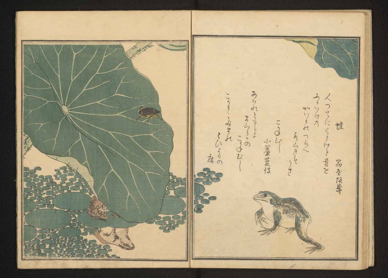 Grodor och guldkryp nära lotusblomma av Kitagawa Utamaro
