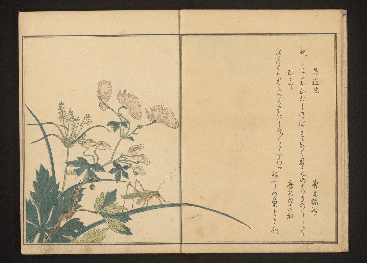 Gräshoppa och tusenfoting på akonitväxt av Kitagawa Utamaro
