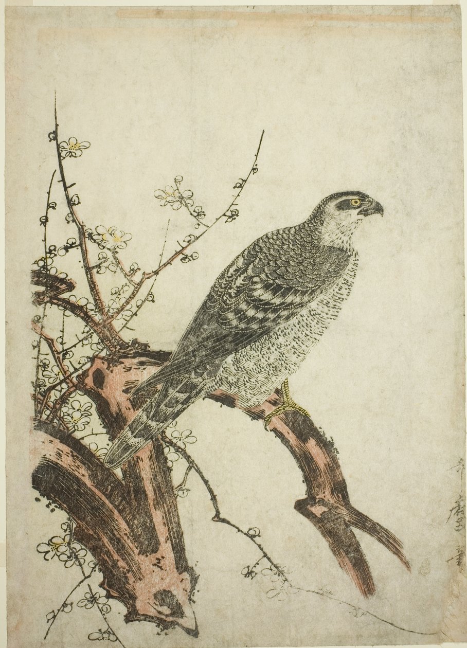 Hök på en plommongren av Kitagawa Utamaro