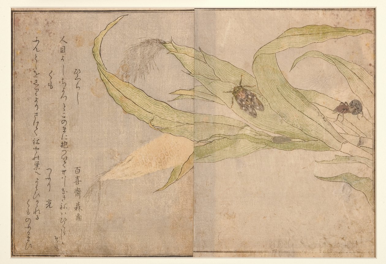 Higurashi och spindel, 1788 (träblock) av Kitagawa Utamaro