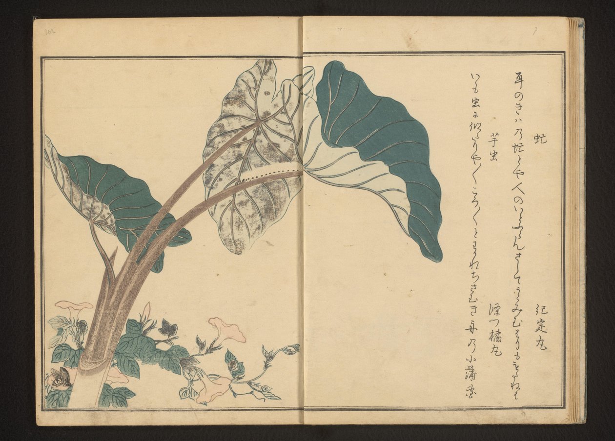 Hästfluga på bindweed och larv på taroväxt av Kitagawa Utamaro