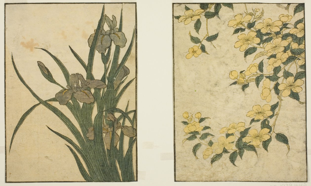 Kerria och Iris, från den illustrerade boken "Picture Book: Flowers of the Four Seasons (Ehon shiki no hana)," vol. 1 av Kitagawa Utamaro