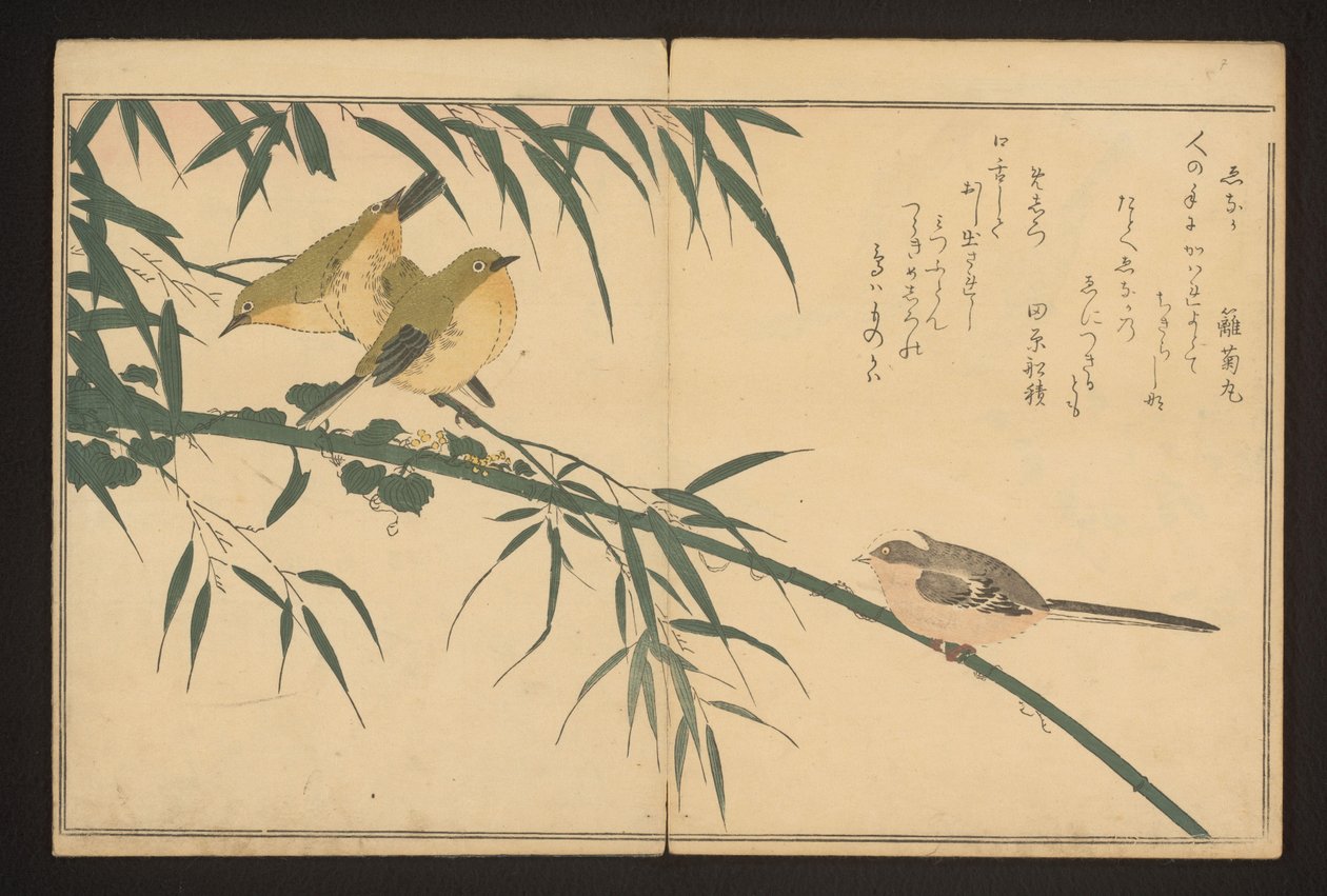 Långsvansmes och vitögd av Kitagawa Utamaro