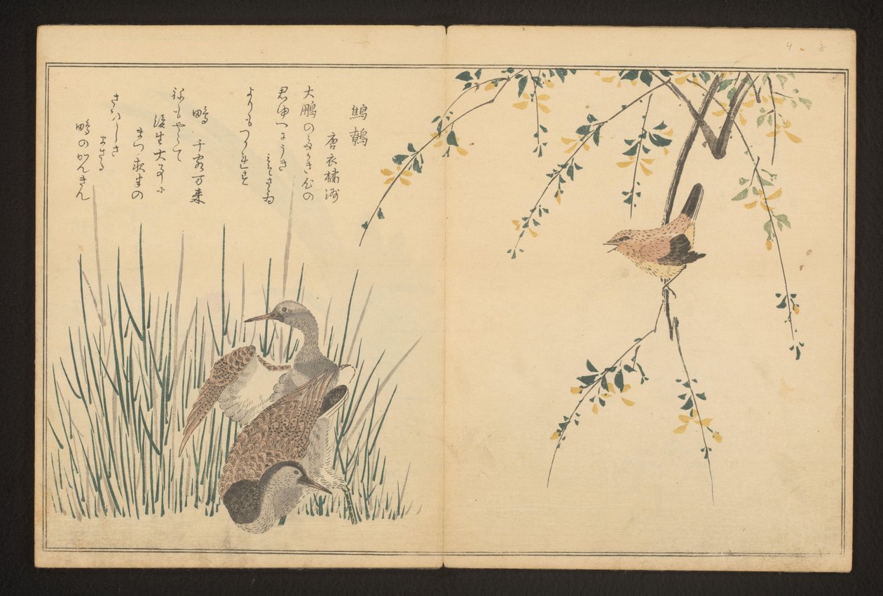 Gräsand och kungsfiskare av Kitagawa Utamaro