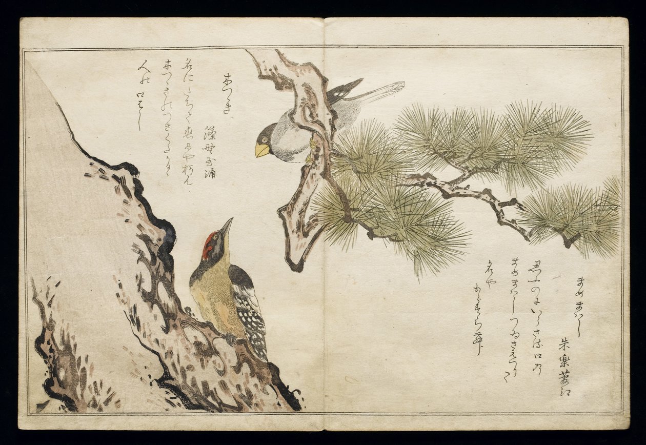 P.332-1946 Vol.1 f.3 Hawfinch and a Woodpecker, från albumet "Birds compared in Humorous Songs", 1791 (färgsnitt) av Kitagawa Utamaro