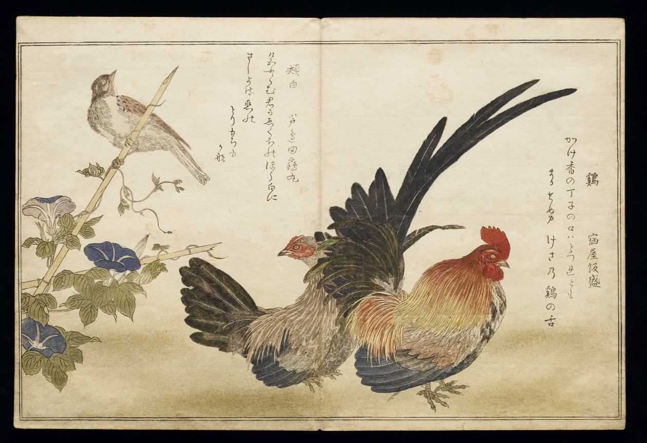 P.332-1946 Vol.1 f.8 Cockerel and Hen till höger med en Bunting till vänster, från ett album 