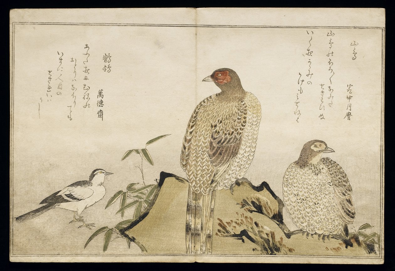 P.332-1946 Vol.2 f.3 Two Copper Pheasants and a Wagtail, från ett album 
