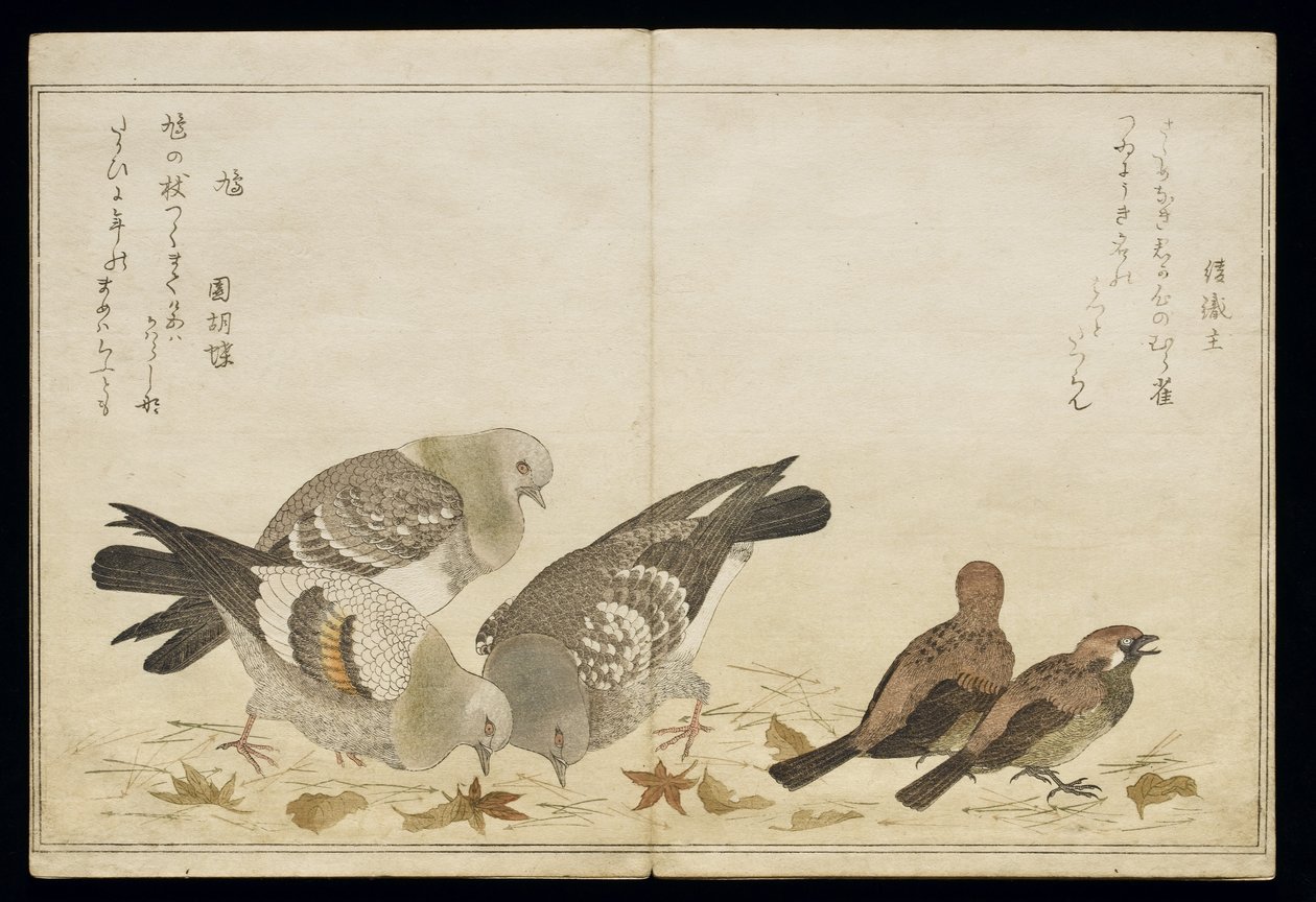 P.332-1946 Vol.2 f.5 Three Pigeons and two Finches, från ett album 