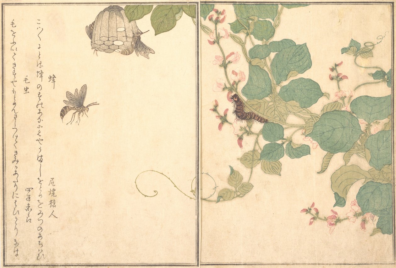 Paper Wasp Hachi, Hairy Caterpillar Kemushi..., 1788. av Kitagawa Utamaro