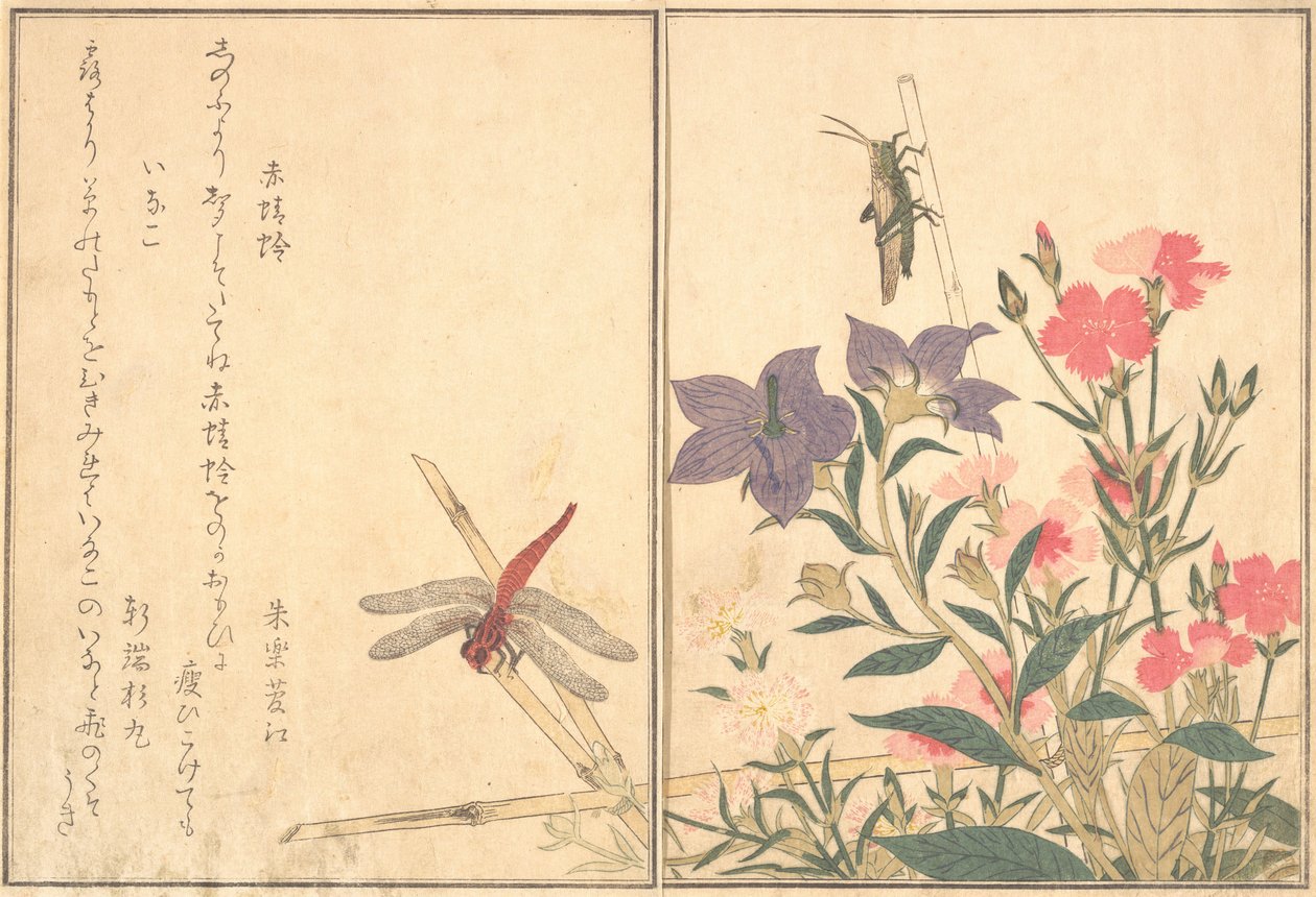 Red Dragonfly Akatonbo, Locust Inago..., 1788. av Kitagawa Utamaro