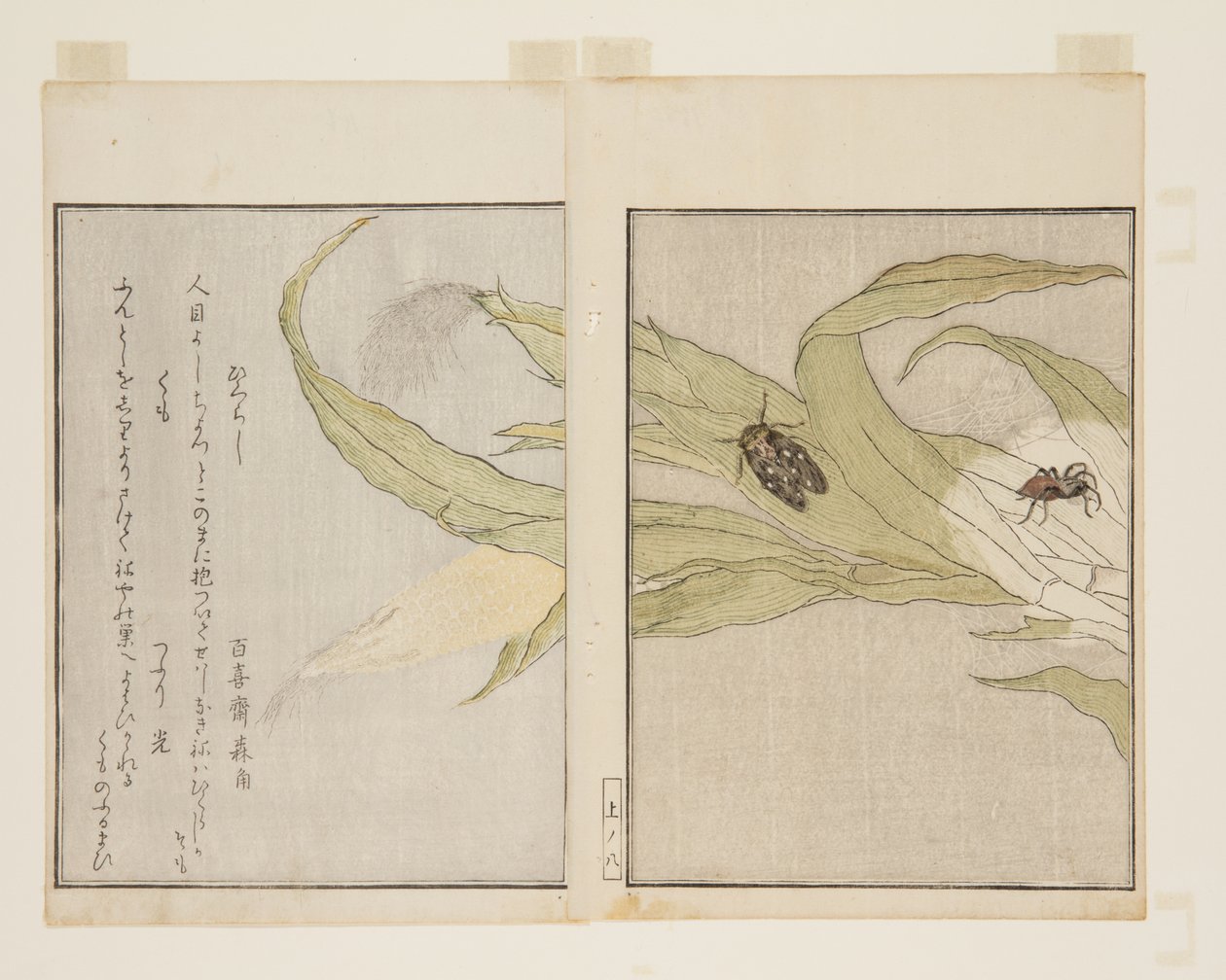 Spindel (Kumo) och Evening Cicada (Higurashi) (träblock i färg) av Kitagawa Utamaro