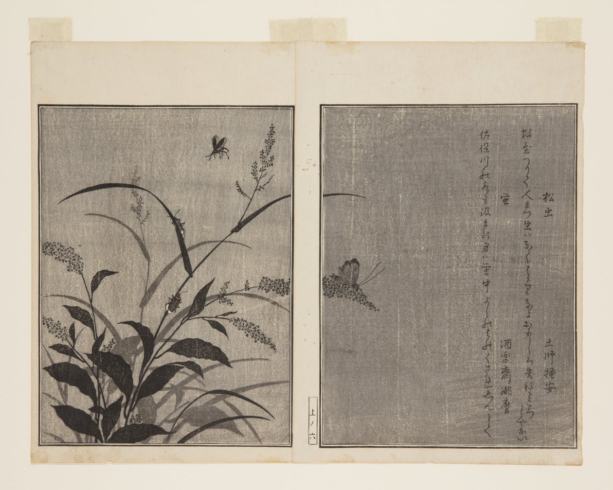 Tree Cricket (Matsumushi) och Firefly (Hotaru) (träblock i färg) av Kitagawa Utamaro