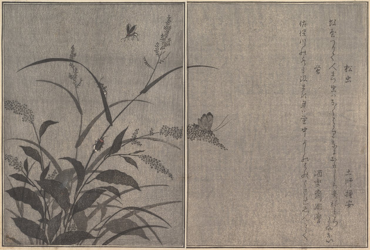 Trädsyrsa Matsumushi, Firefly Hotaru..., 1788. av Kitagawa Utamaro
