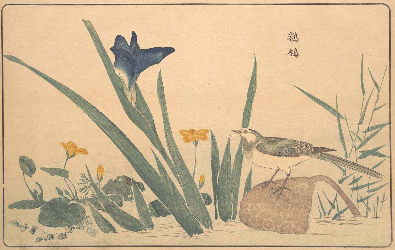 Den svarta vipstjärten, 1789. av Kitao Masayoshi