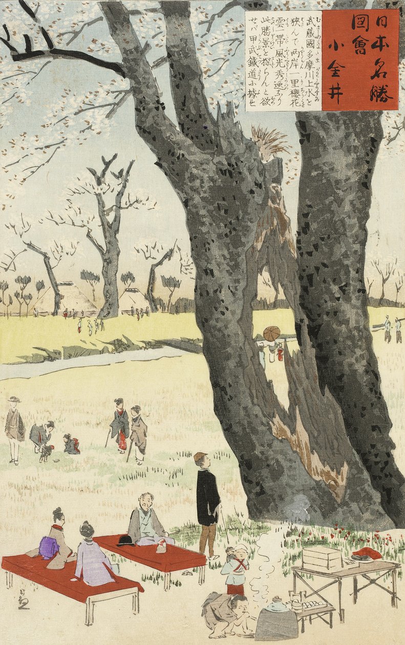 Koganei, Cherry Blossoms from Sketches of Famous Places in Japan, 1896 (träblock i färg) av Kobayashi Kiyochika