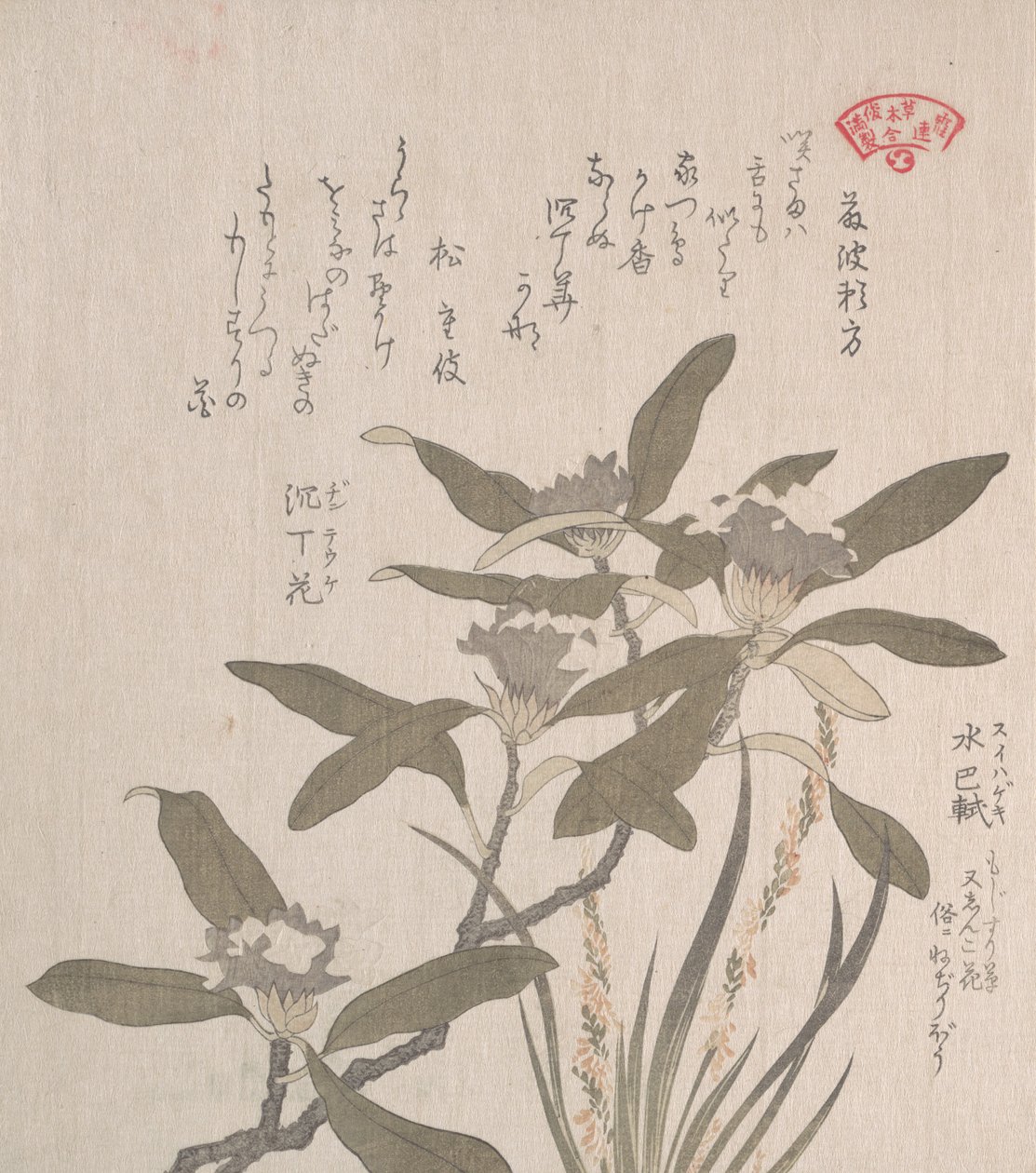 Daphne Odora och Mojisuri-so, 1800-talet. av Kubo Shunman