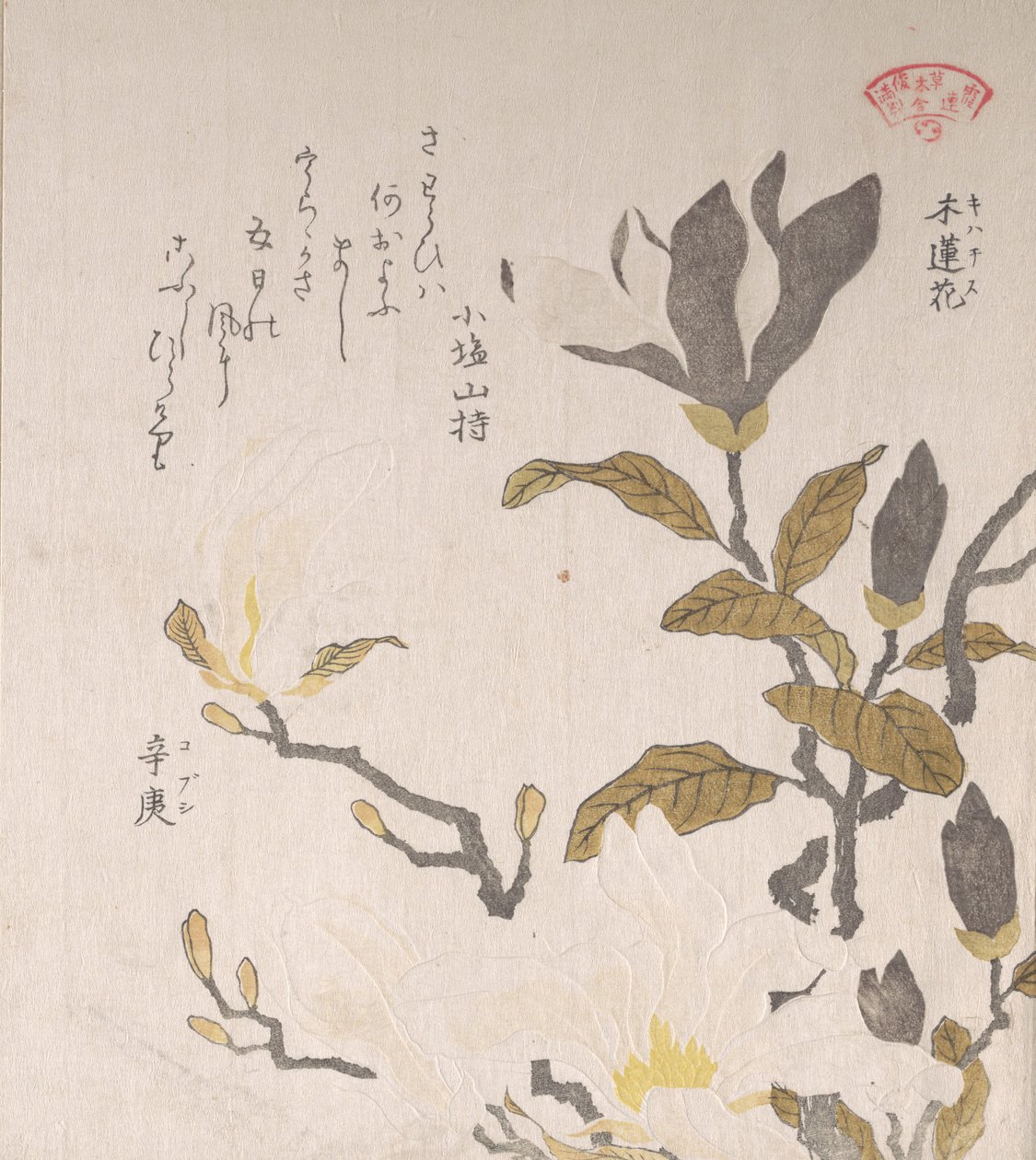 Magnoliablommor, 1800-talet. av Kubo Shunman