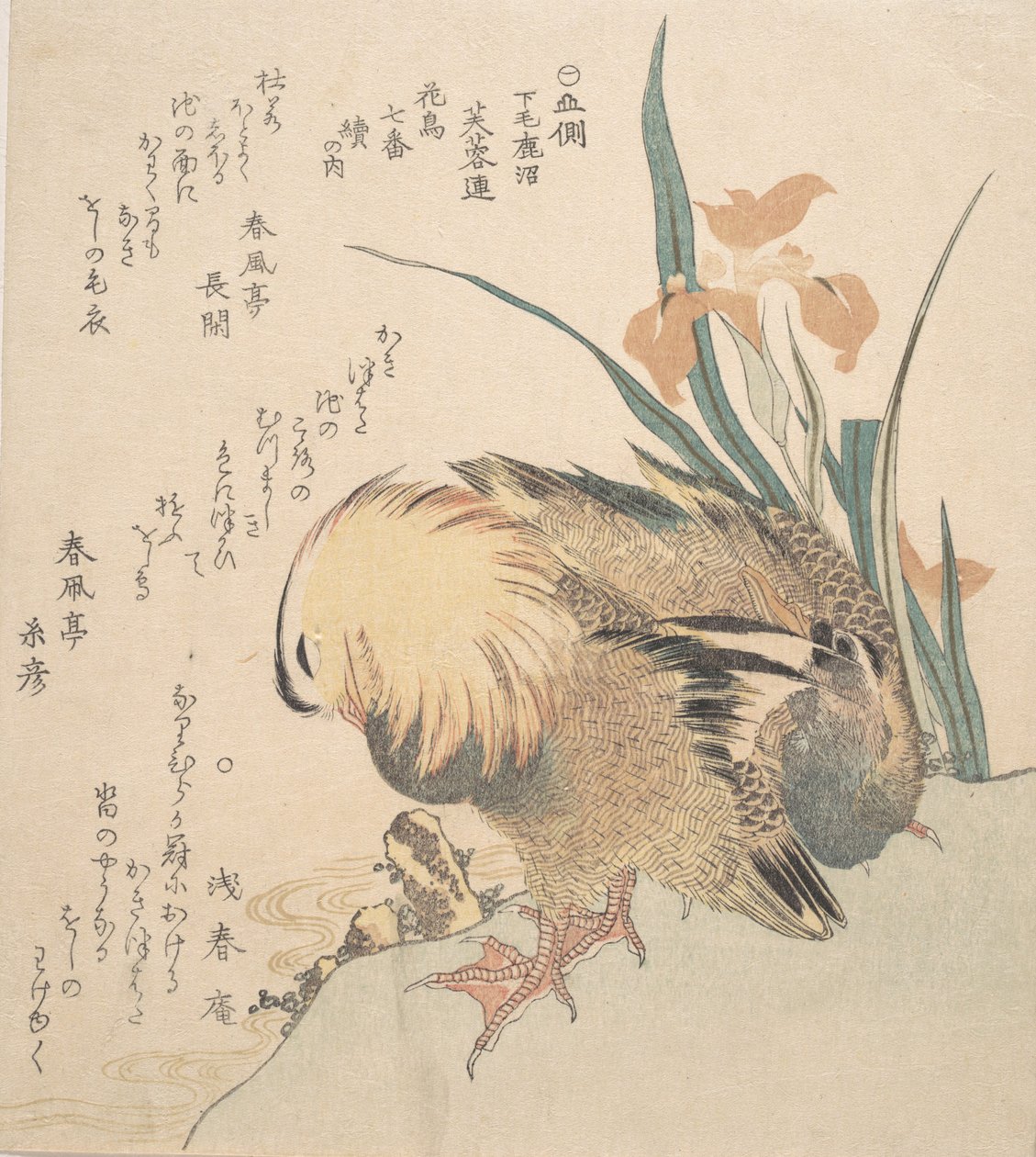 Par mandarinänder och irisblommor, sent 1700-tidigt 1800-tal. av Kubo Shunman