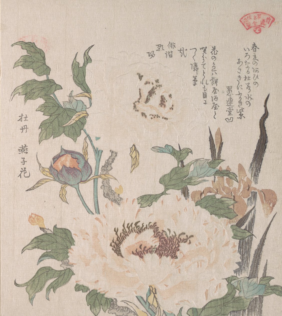 Pioner och Iris, 1800-talet. av Kubo Shunman