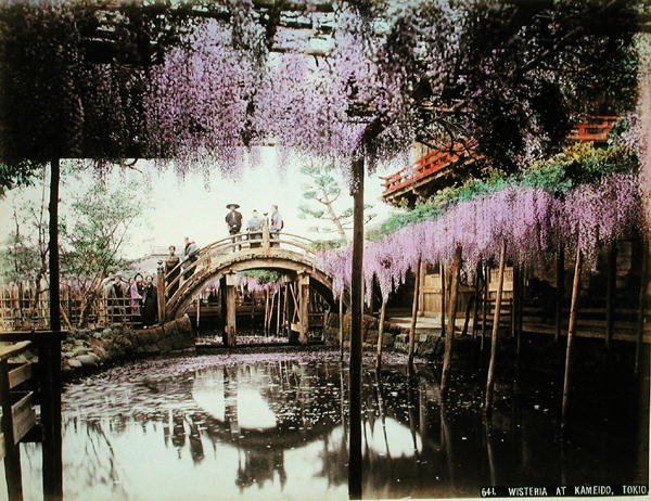 Wisteria i Kameido, Tokyo (handfärgat albumintryck på kort) av Kusakabe (attr. to) Kimbei
