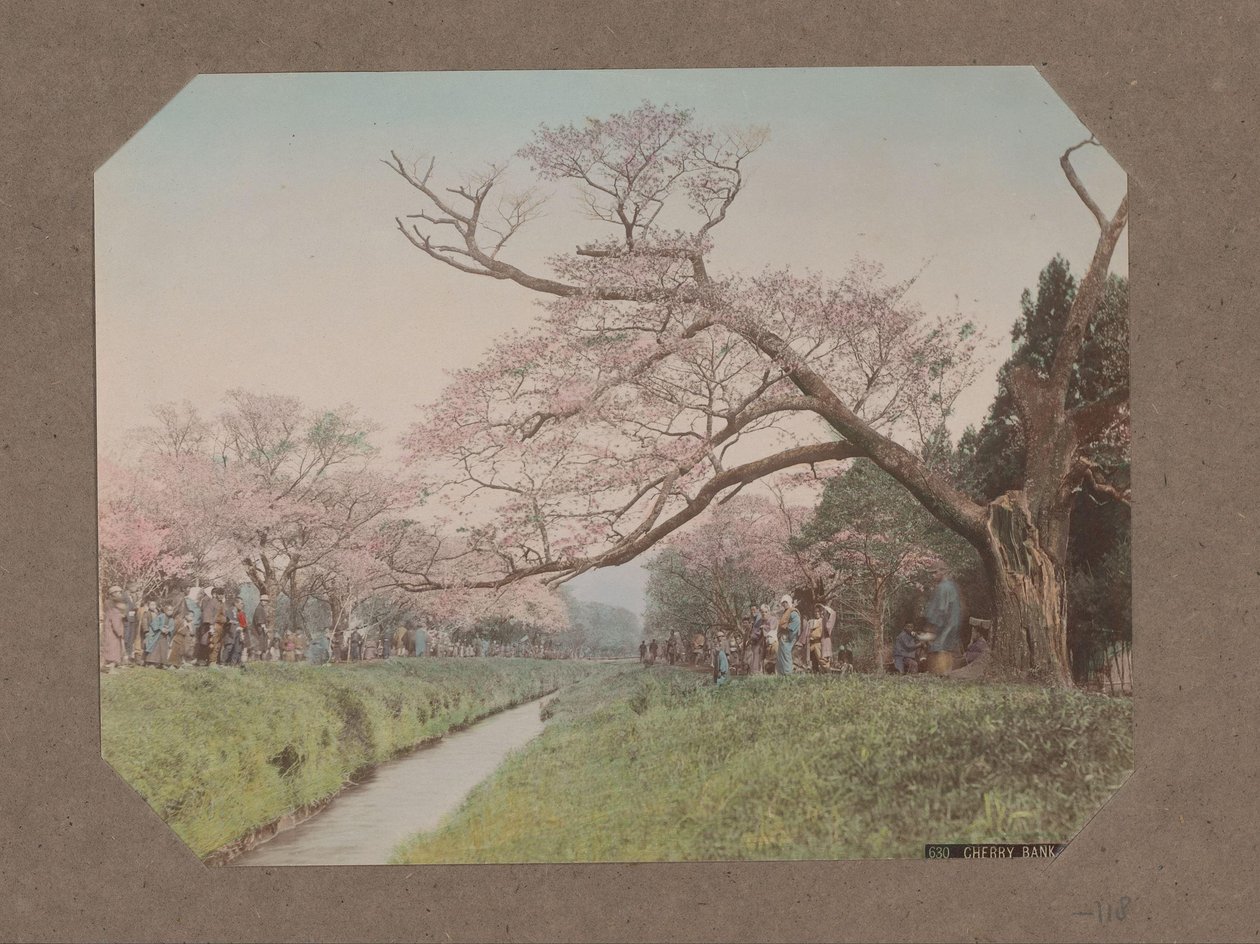 Människor och körsbärsblommor på båda sidor om en bäck i Koganei, Tokyo, Japan av Kusakabe Kimbei