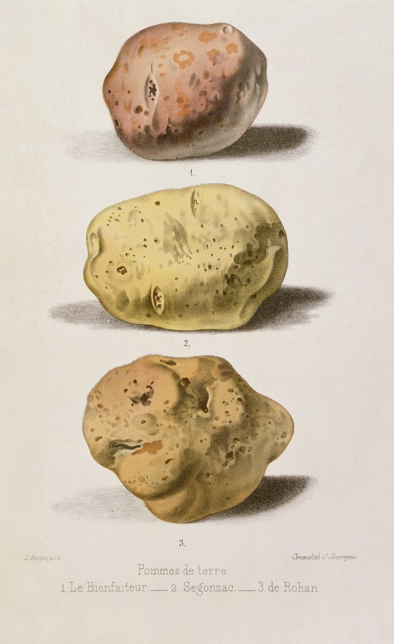 Botanisk tallrik med tre olika sorters potatis, graverad av G. Severeyns (chromolitho) av L. Rouyer