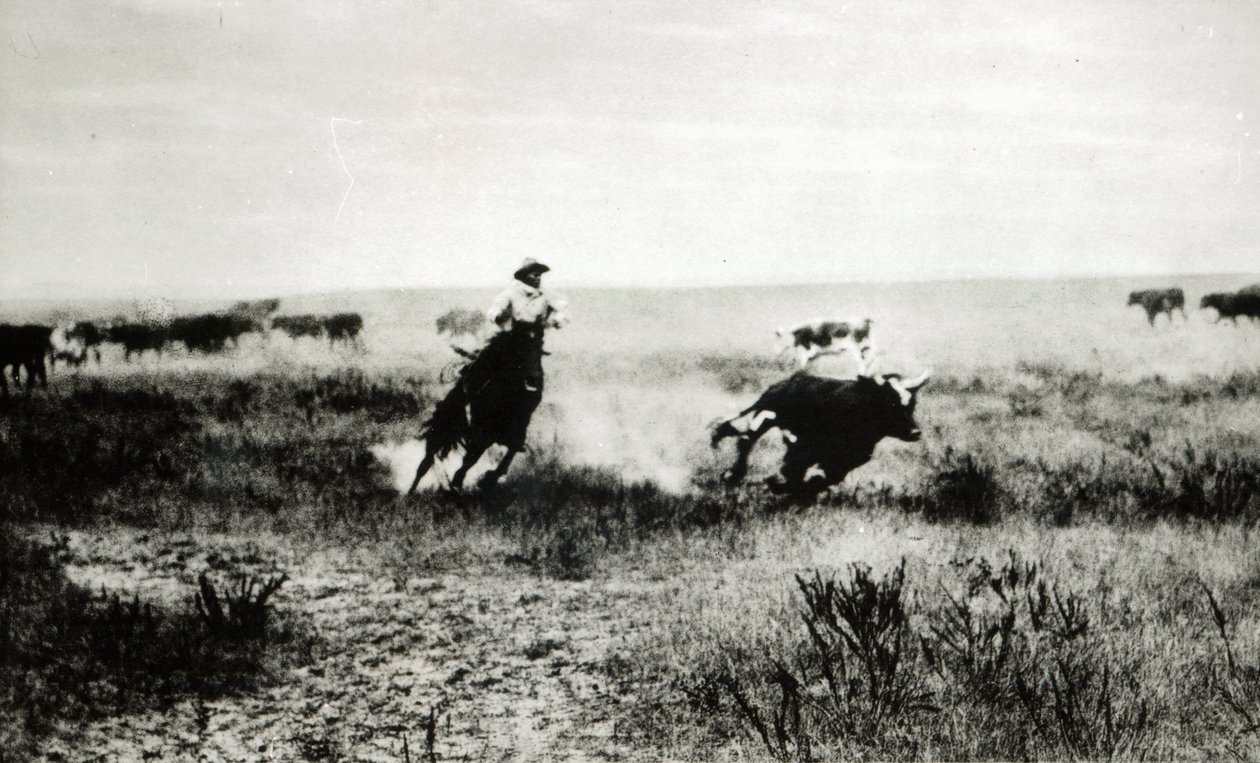 Cowboy på hästryggen som lassooar en kalv (svartvitt foto) av L.A. Huffman