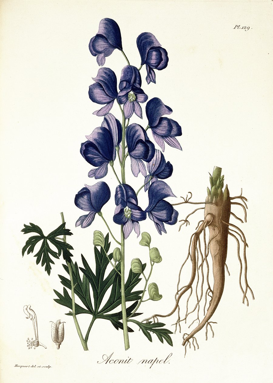 Aconitum Napellus från 
