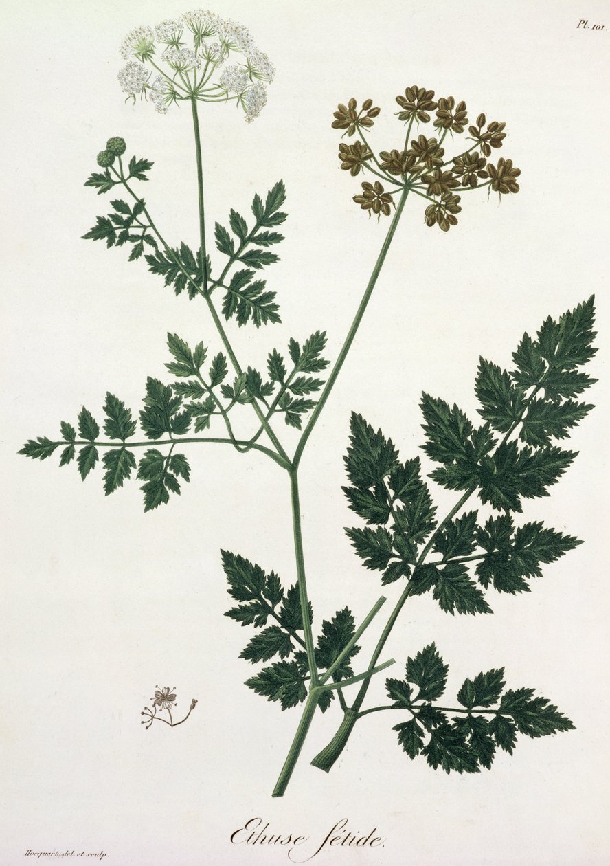Aethusa Cynapium från 