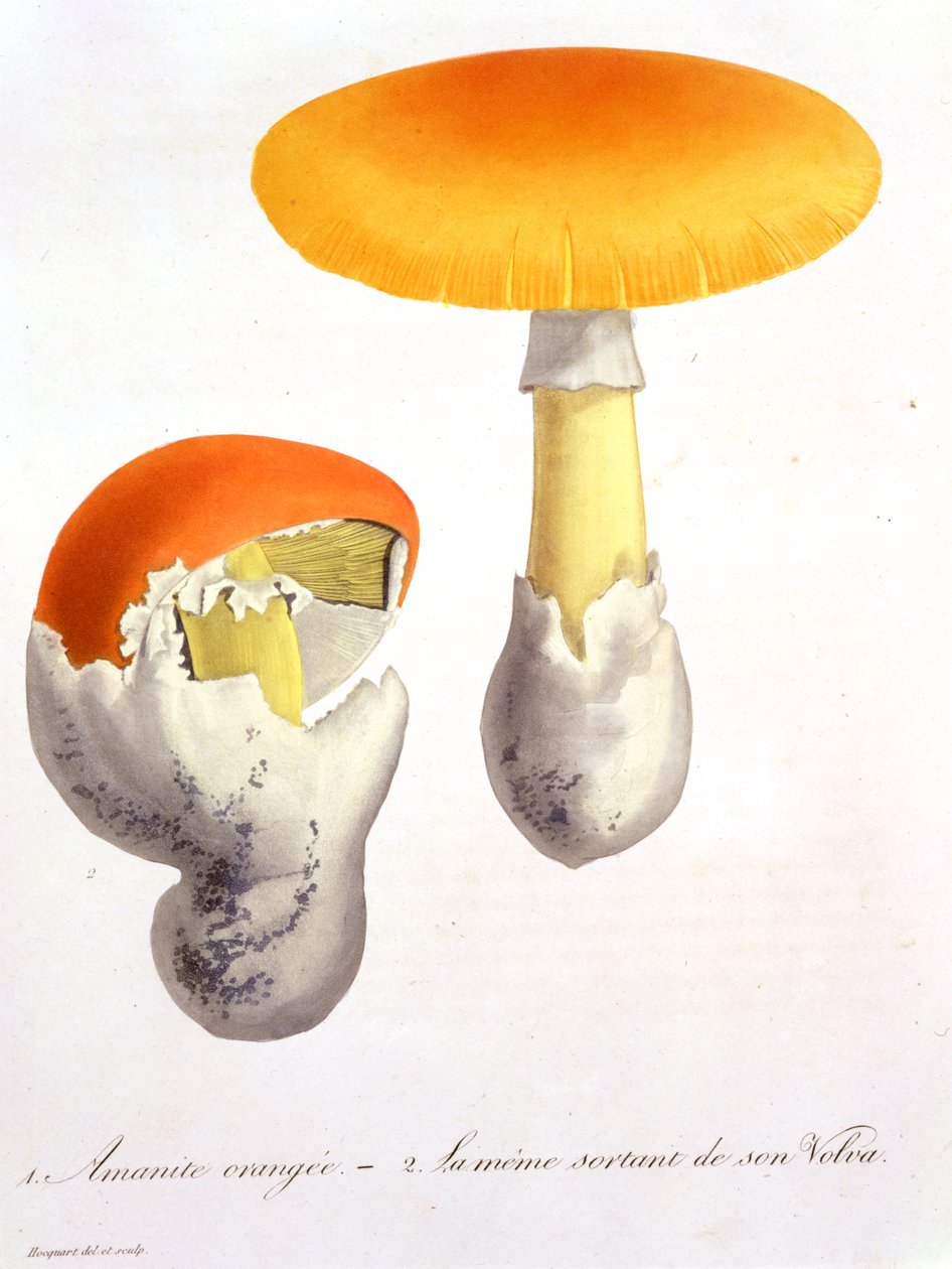 Amanita Caesaria från "Phytographie Medicale" av Joseph Roques (1772-1850), publicerad 1821. av L.F.J. Hoquart